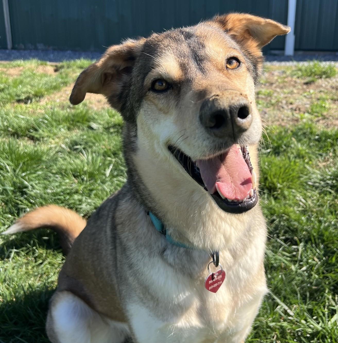 Shiloh-Available! www.lhar.dog to apply! , ADOPTABLE, Adult Male Shepherd & Irish Wolfhound.