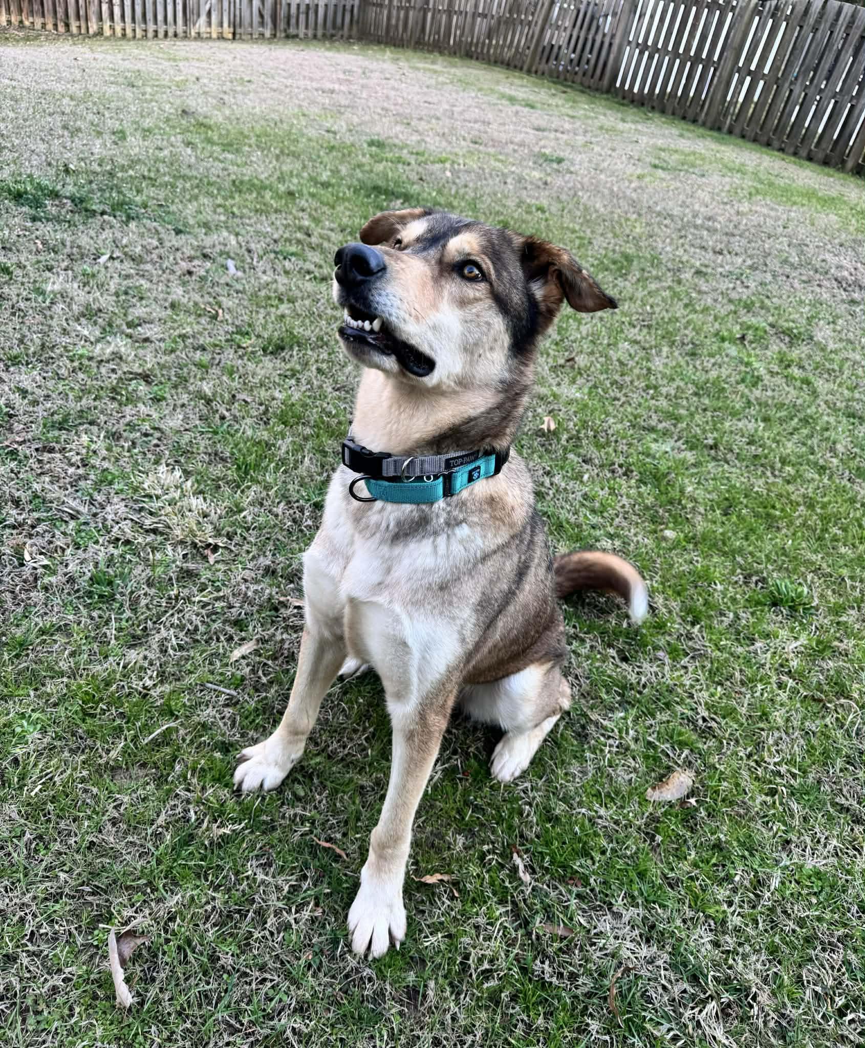 Shiloh-Available! www.lhar.dog to apply! , a ADOPTABLE mixed breed in Frederick, MD image 6/6