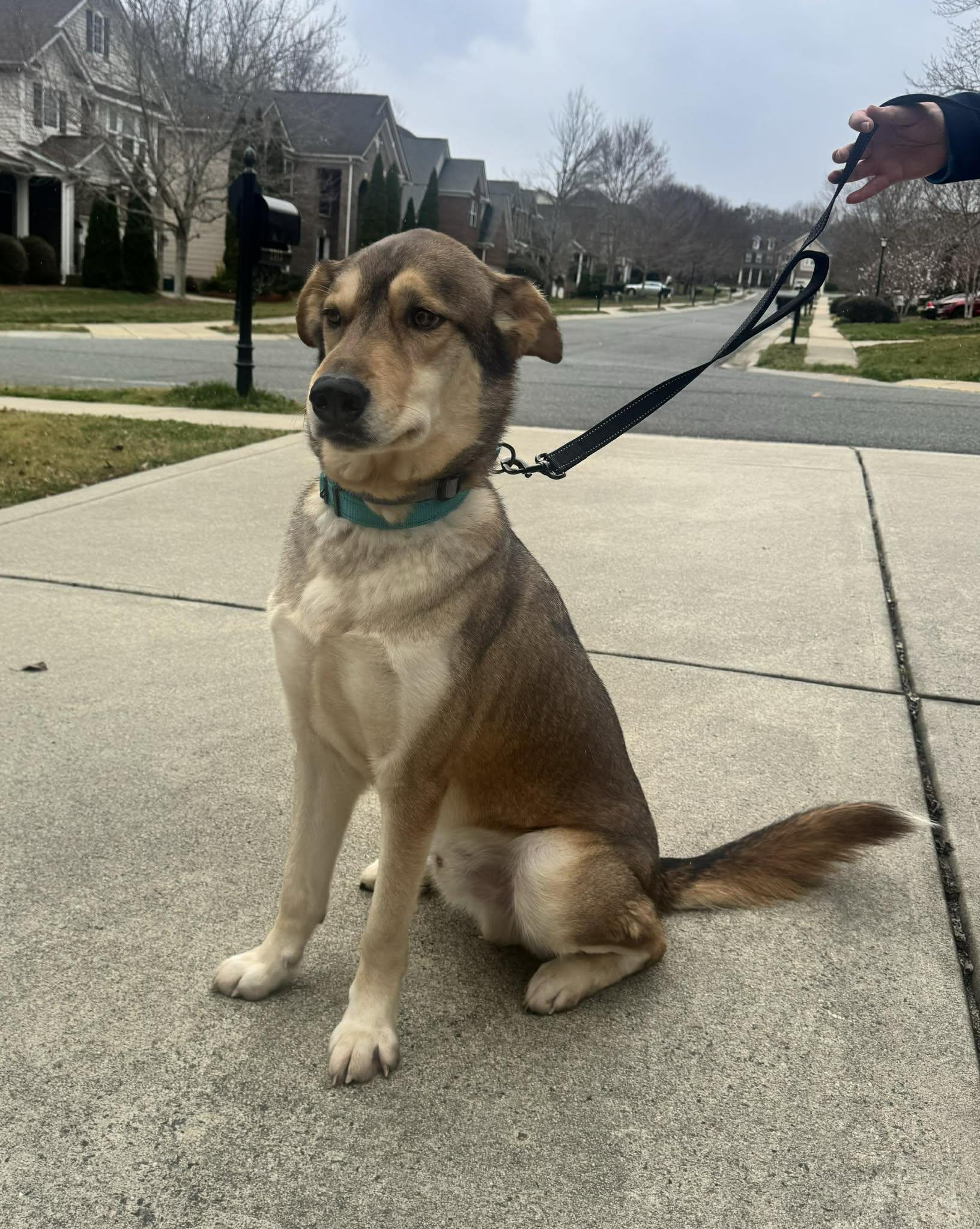 Shiloh-Available! www.lhar.dog to apply! , a ADOPTABLE mixed breed in Frederick, MD image 5/6