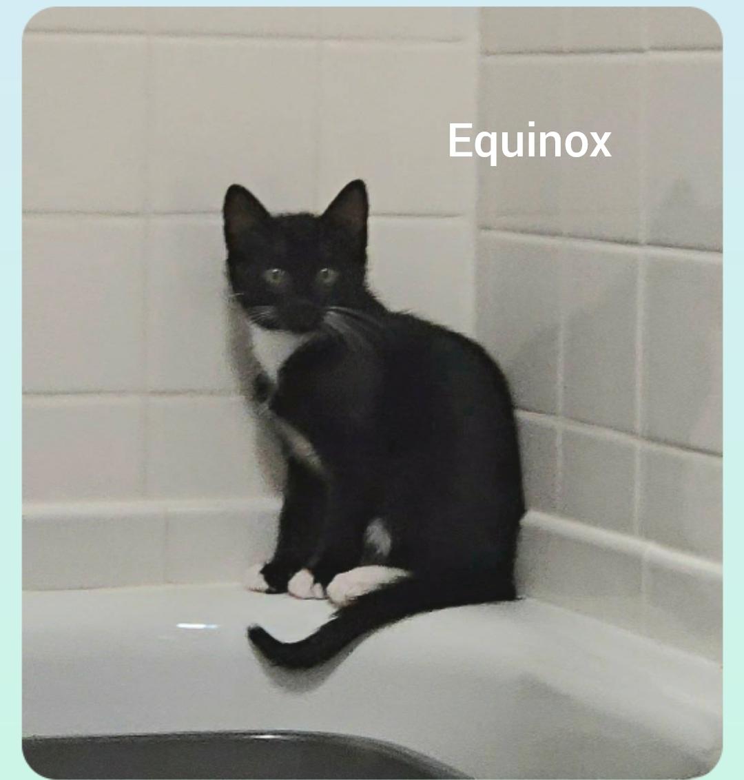 Enlarge Equinox ( Orlando,  FL), a ADOPTABLE Tuxedo in Orlando, FL image 1/3