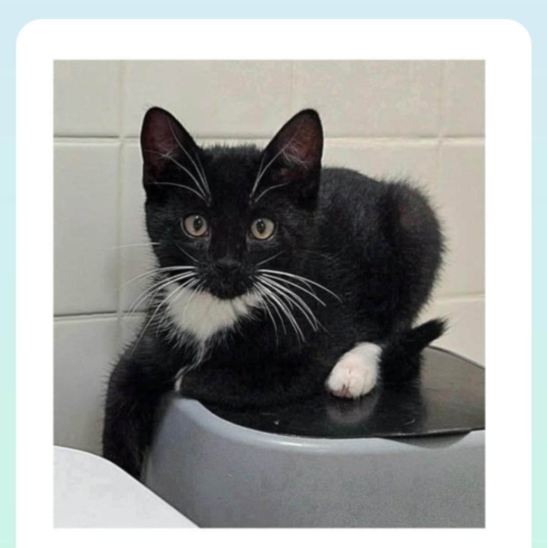 Equinox ( Orlando,  FL), ADOPTABLE, Kitten Male Tuxedo.