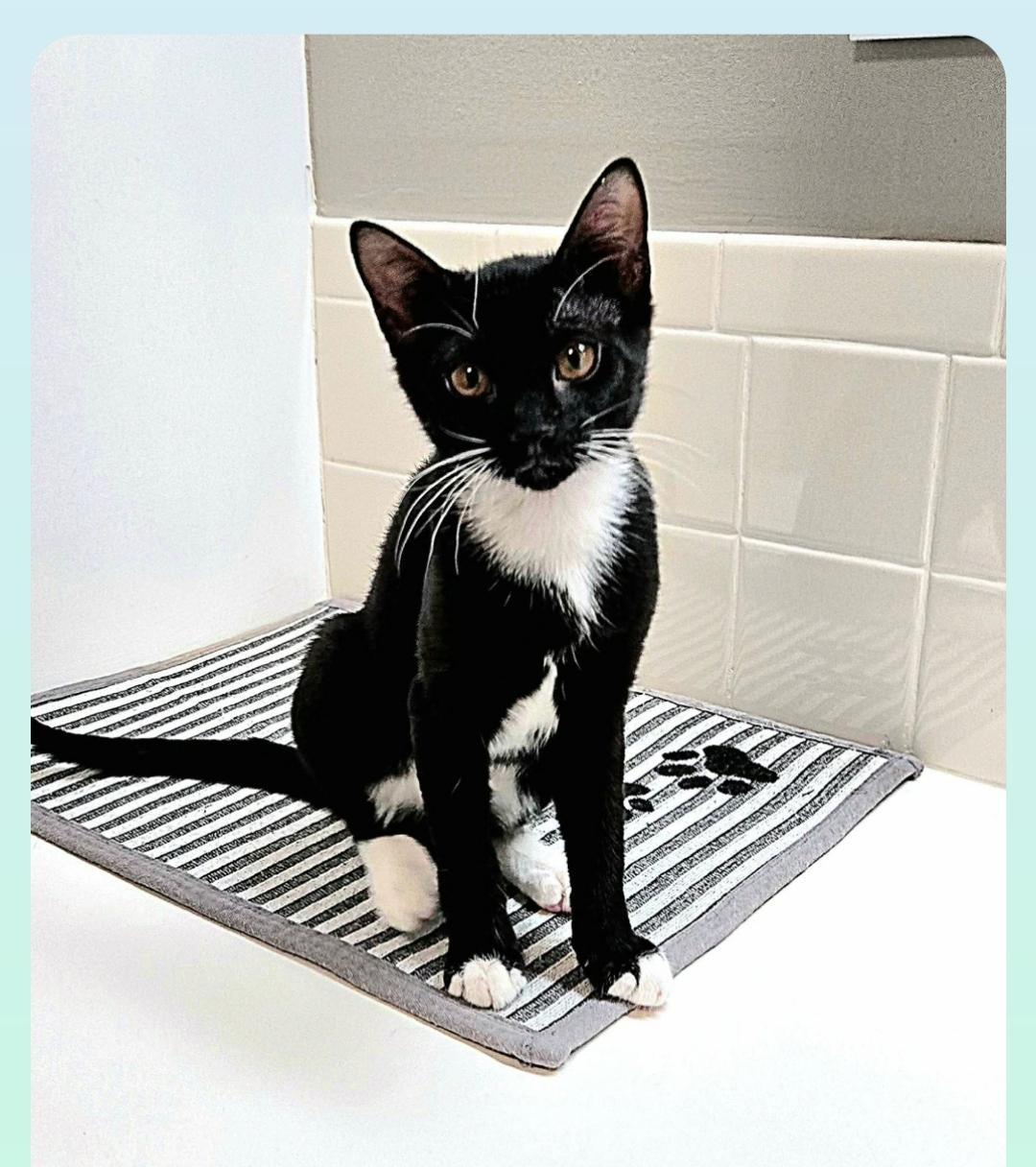 Equinox ( Orlando, FL), a ADOPTABLE Tuxedo in Orlando, FL image 5/6