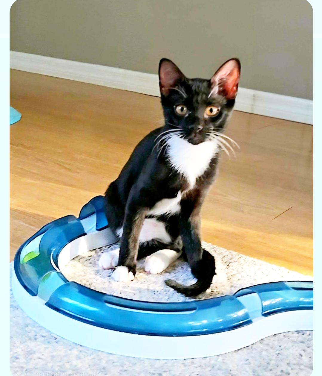 Equinox ( Orlando, FL), a ADOPTABLE Tuxedo in Orlando, FL image 6/6