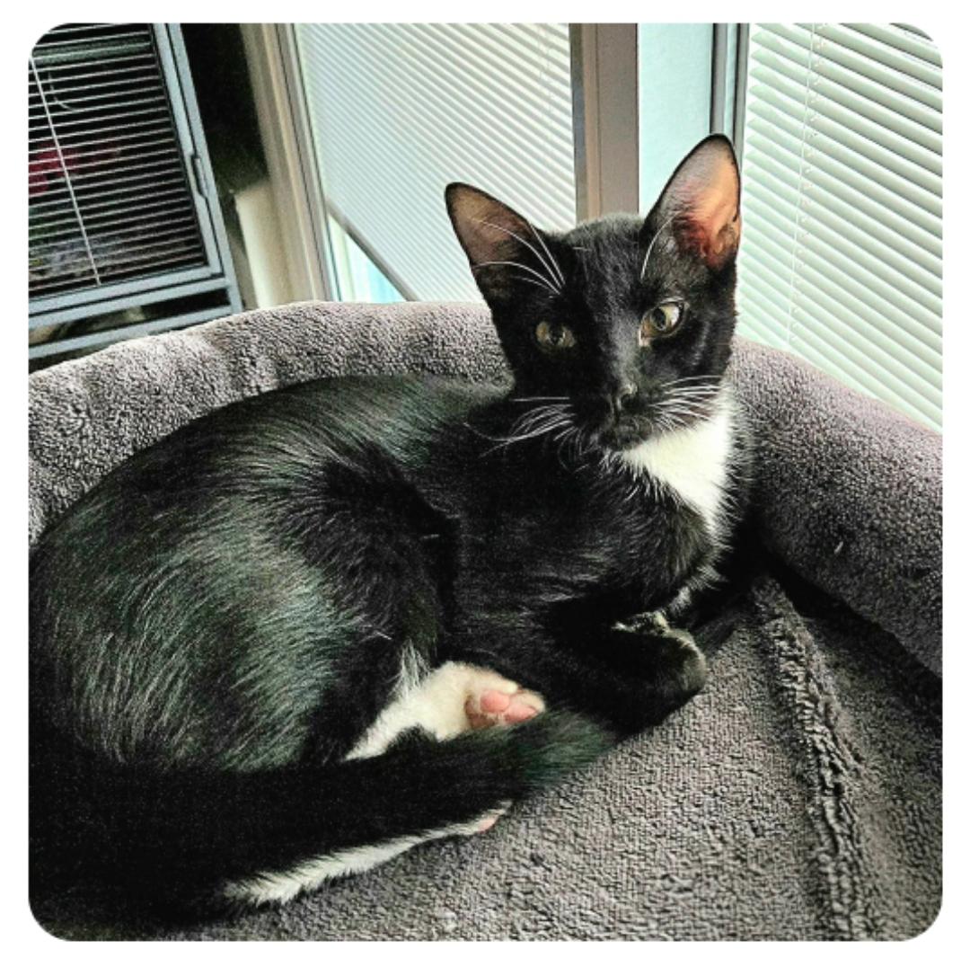 Enlarge Equinox ( Orlando,  FL), a ADOPTABLE Tuxedo in Orlando, FL image 5/5