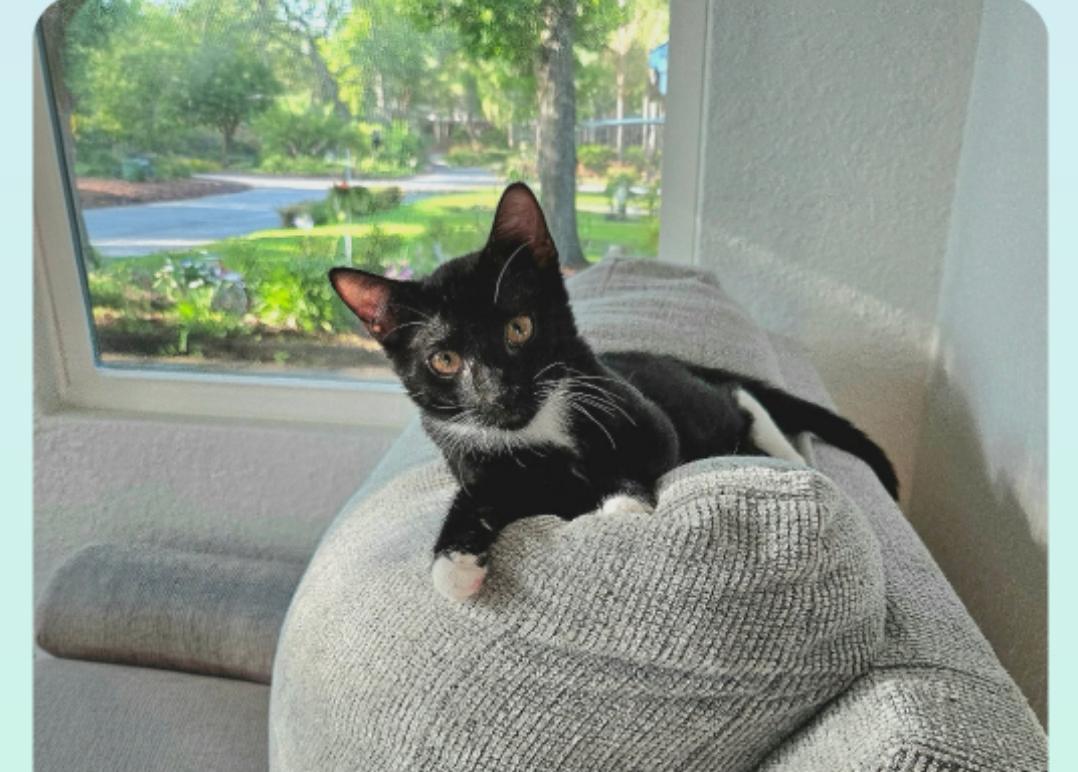 Equinox ( Orlando, FL), a ADOPTABLE Tuxedo in Orlando, FL image 4/6