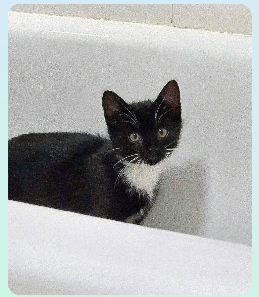 Enlarge Equinox ( Orlando,  FL), a ADOPTABLE Tuxedo in Orlando, FL image 2/3
