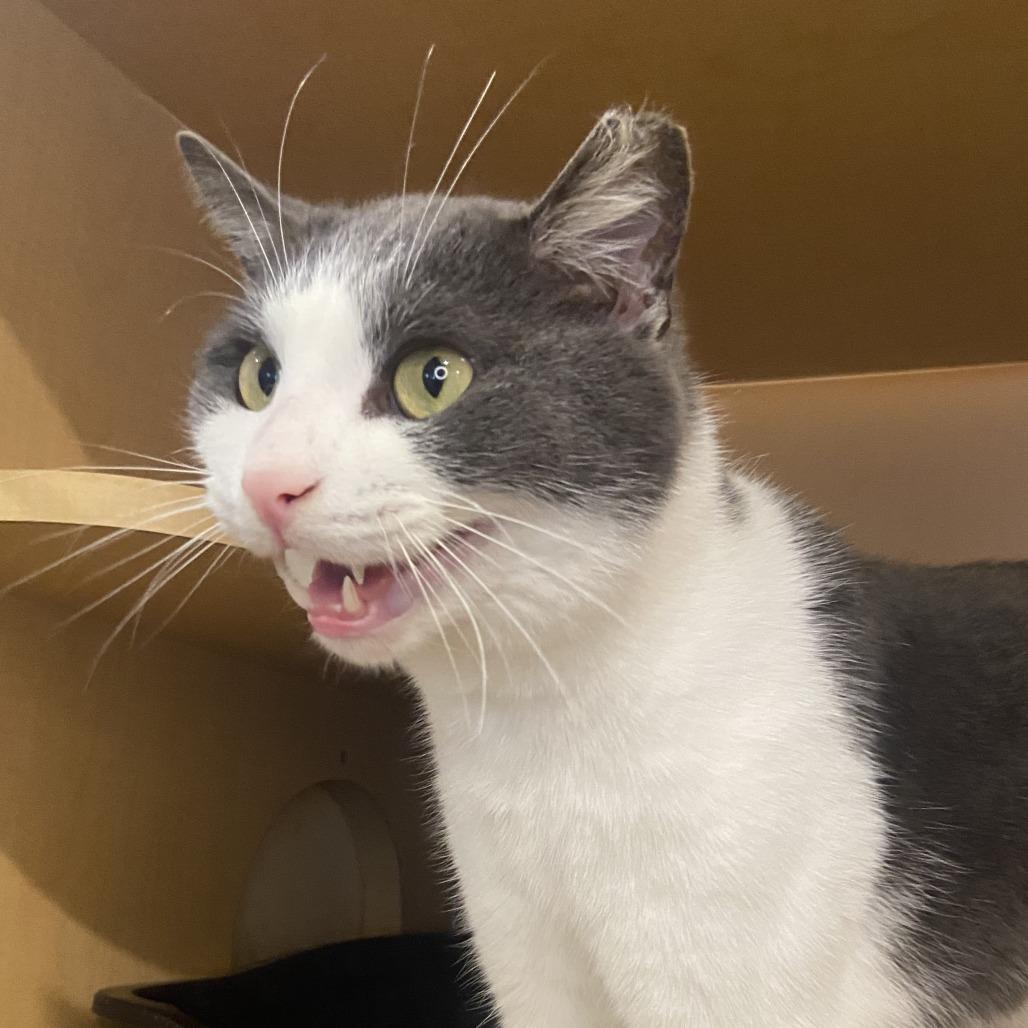 Rudy, Adoptable, Young Male Domestic Short Hair.