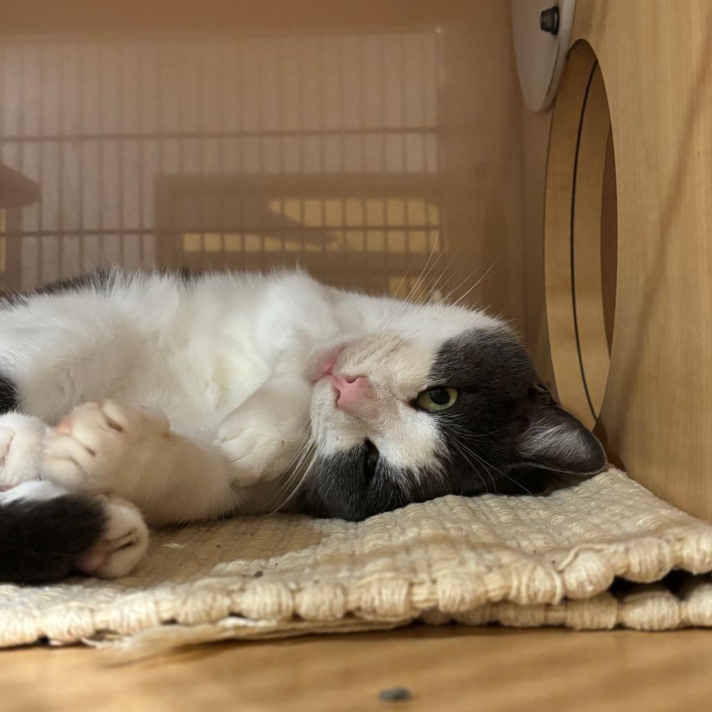 Enlarge Rudy, a Adoptable Domestic Short Hair in Washington Township, OH image 2/6