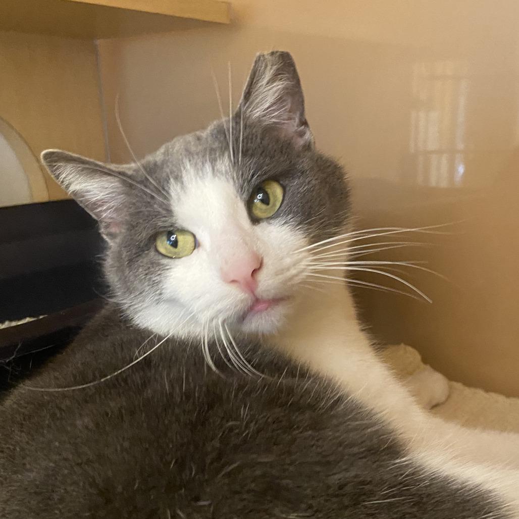 Enlarge Rudy, a Adoptable Domestic Short Hair in Washington Township, OH image 3/6