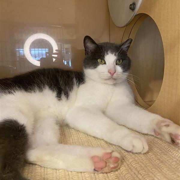 Enlarge Rudy, a Adoptable Domestic Short Hair in Washington Township, OH image 4/6