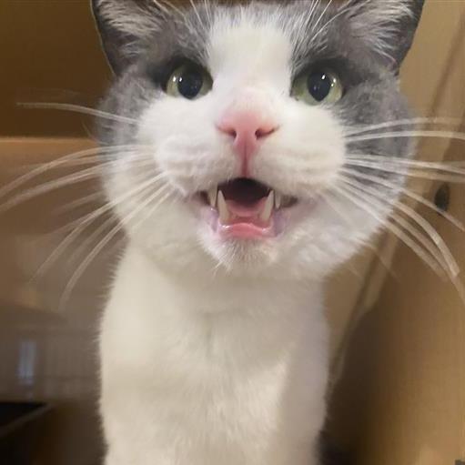 Enlarge Rudy, a Adoptable Domestic Short Hair in Washington Township, OH image 5/6