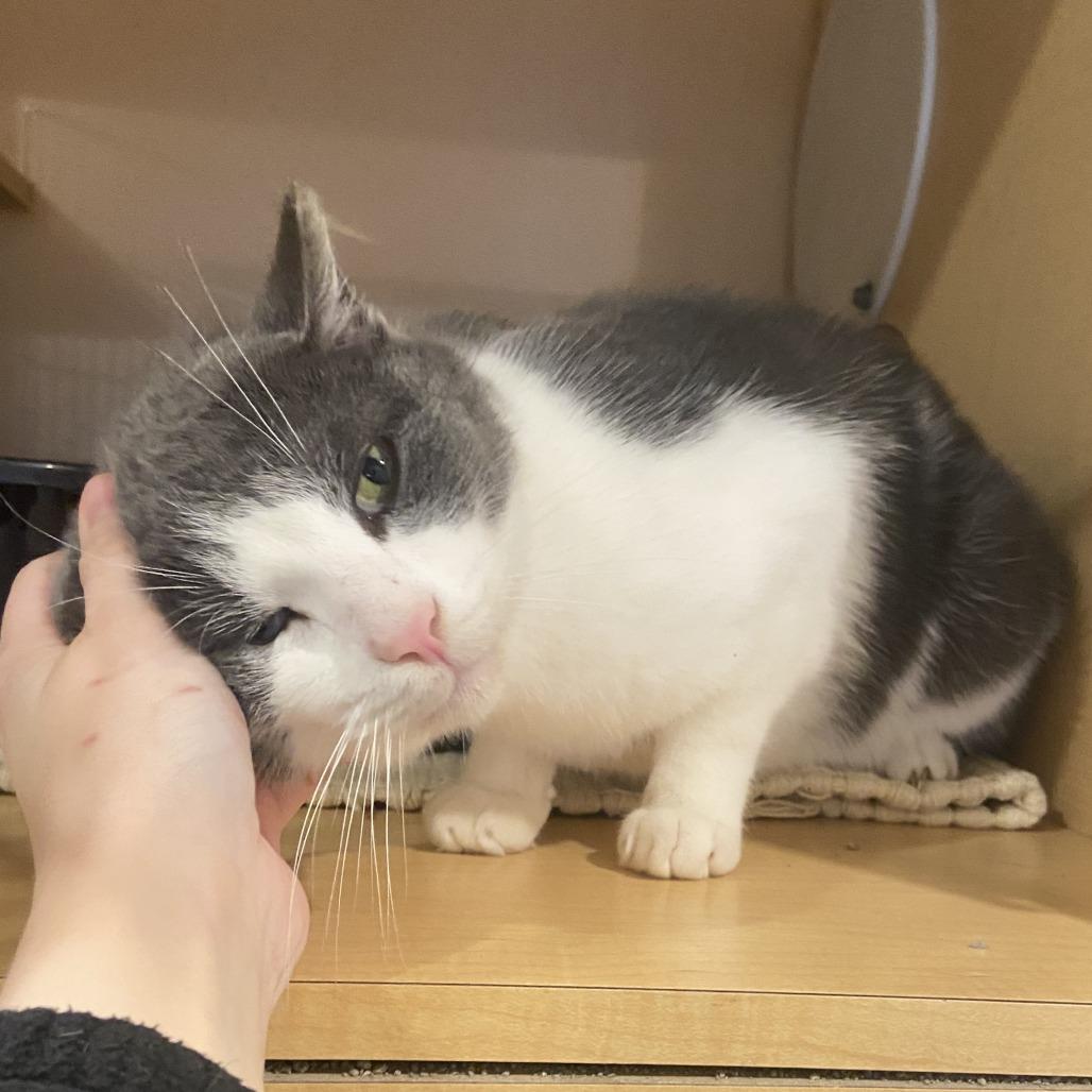 Enlarge Rudy, a Adoptable Domestic Short Hair in Washington Township, OH image 6/6