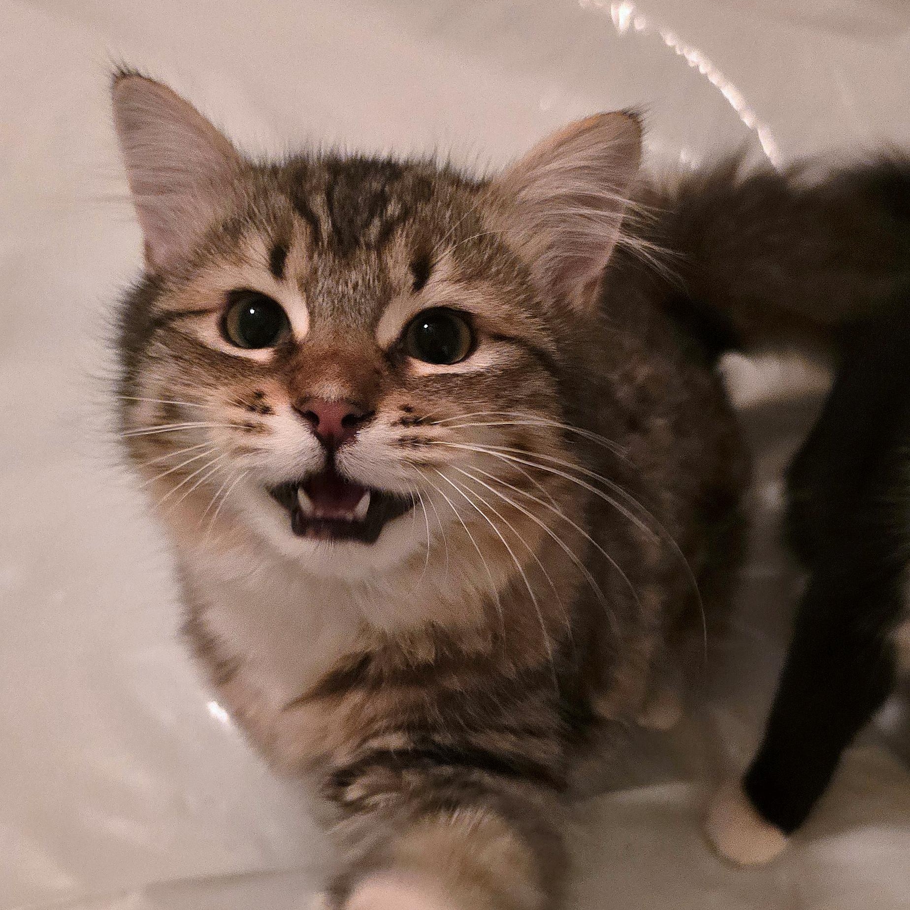 Chantilly (Bonded with Monkey), an adopted mixed breed in Silverton, OR image 2/3