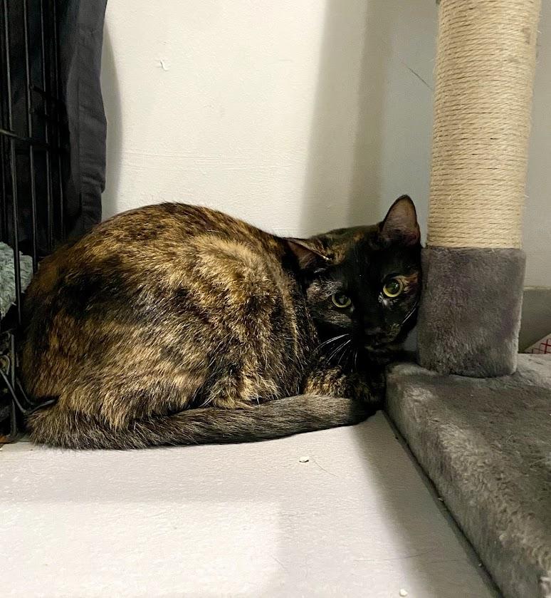 Turmeric, a Adoptable mixed breed in Lafayette, NJ image 3/4