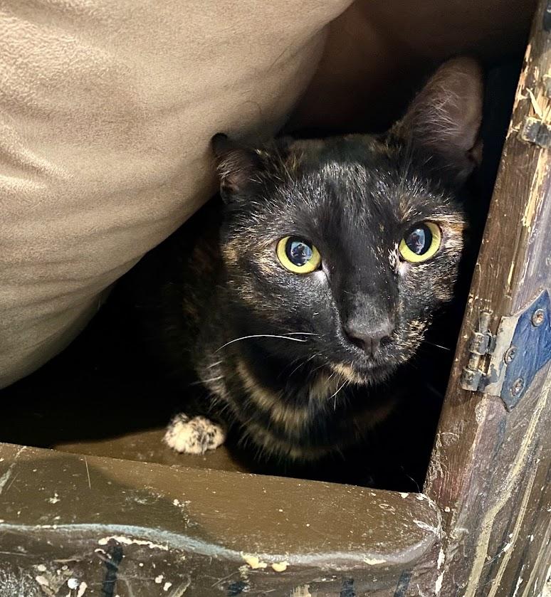 Turmeric, Adoptable, Adult Female Domestic Short Hair & Tortoiseshell.