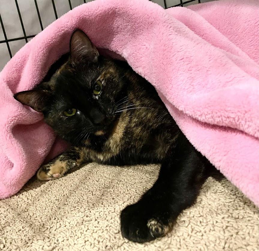 Turmeric, a Adoptable mixed breed in Lafayette, NJ image 4/4