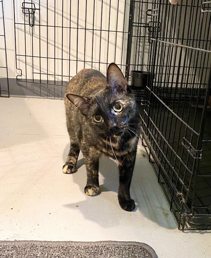 Turmeric, a Adoptable mixed breed in Lafayette, NJ image 2/4