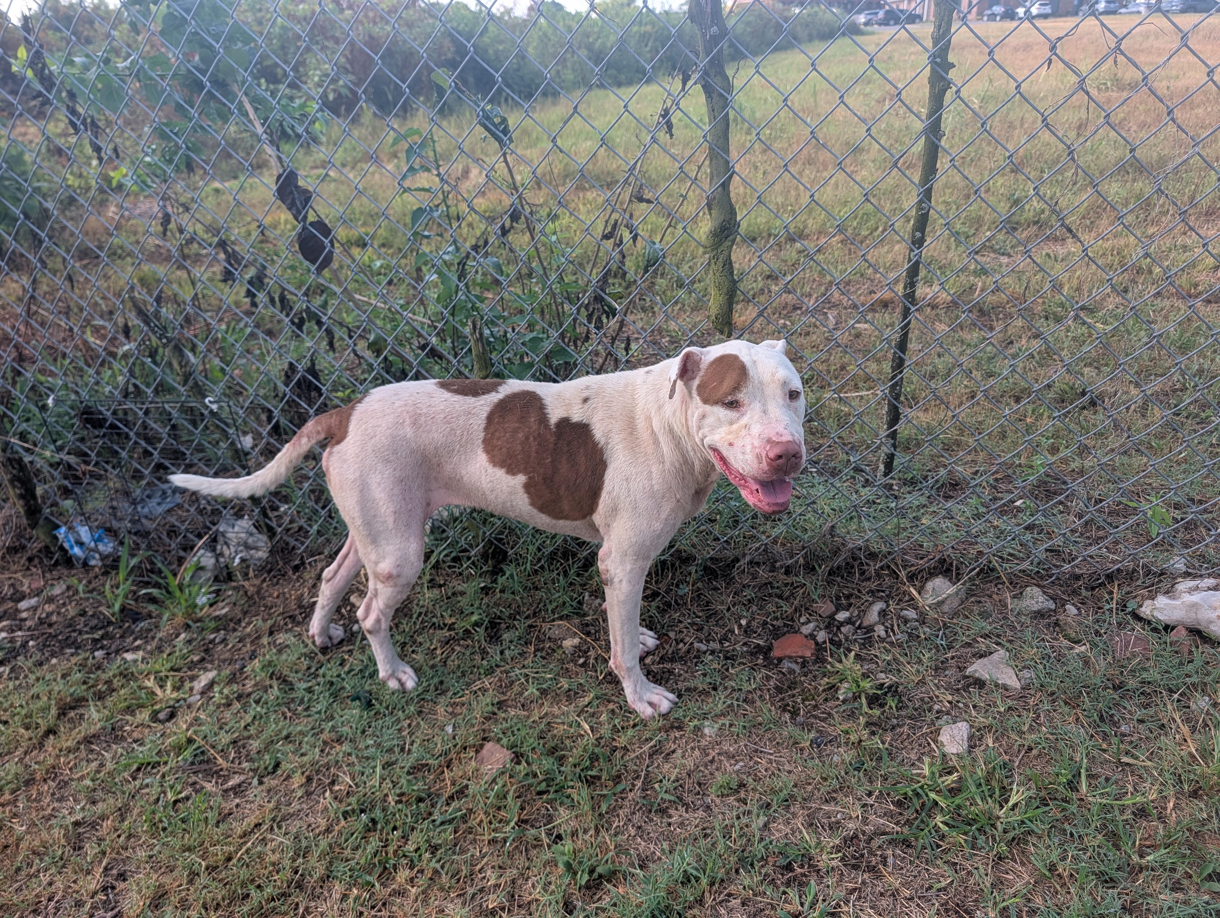 Maple, a Adoptable mixed breed in Lewisburg, TN image 4/5