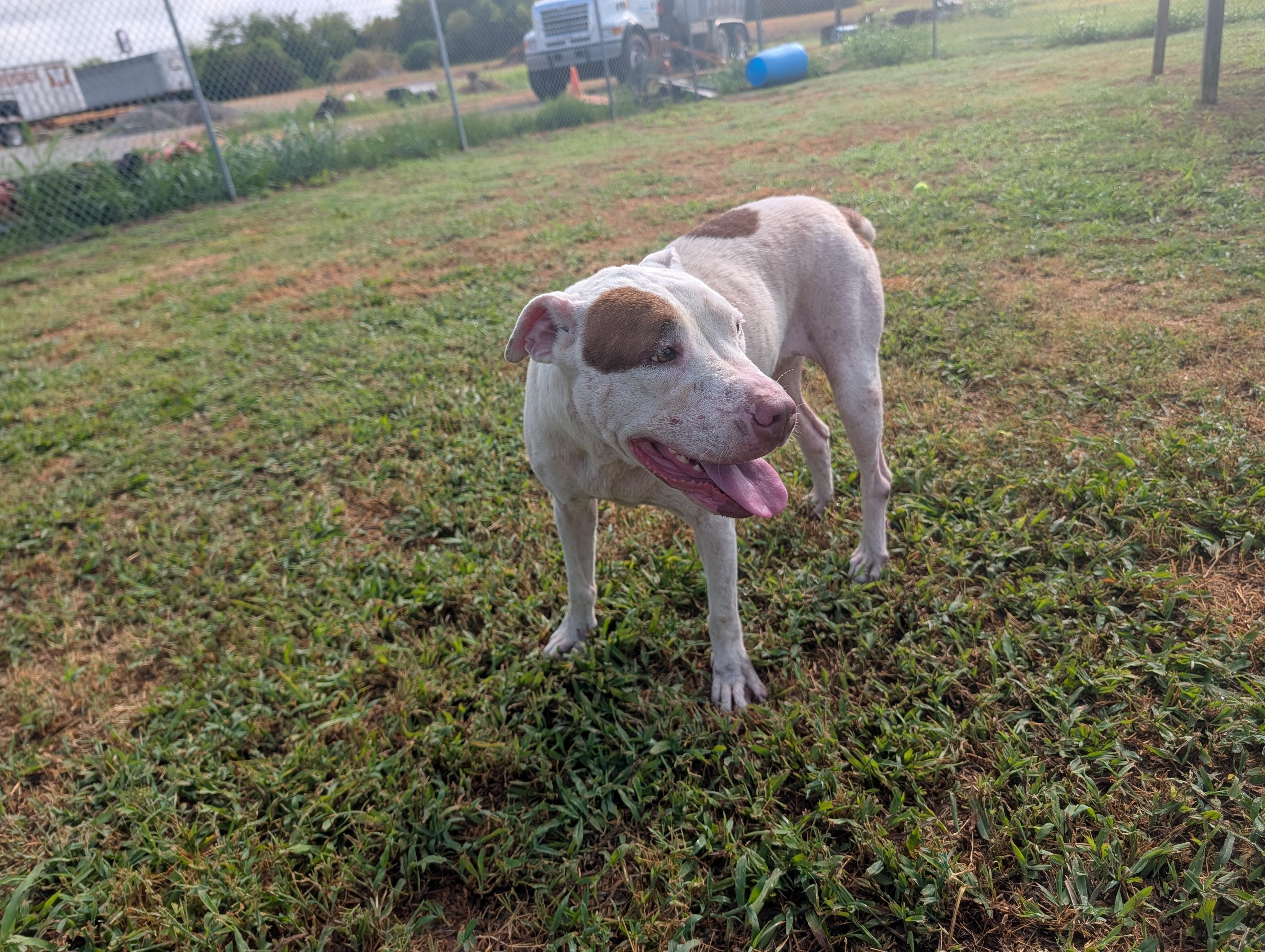 Maple, a Adoptable mixed breed in Lewisburg, TN image 5/5