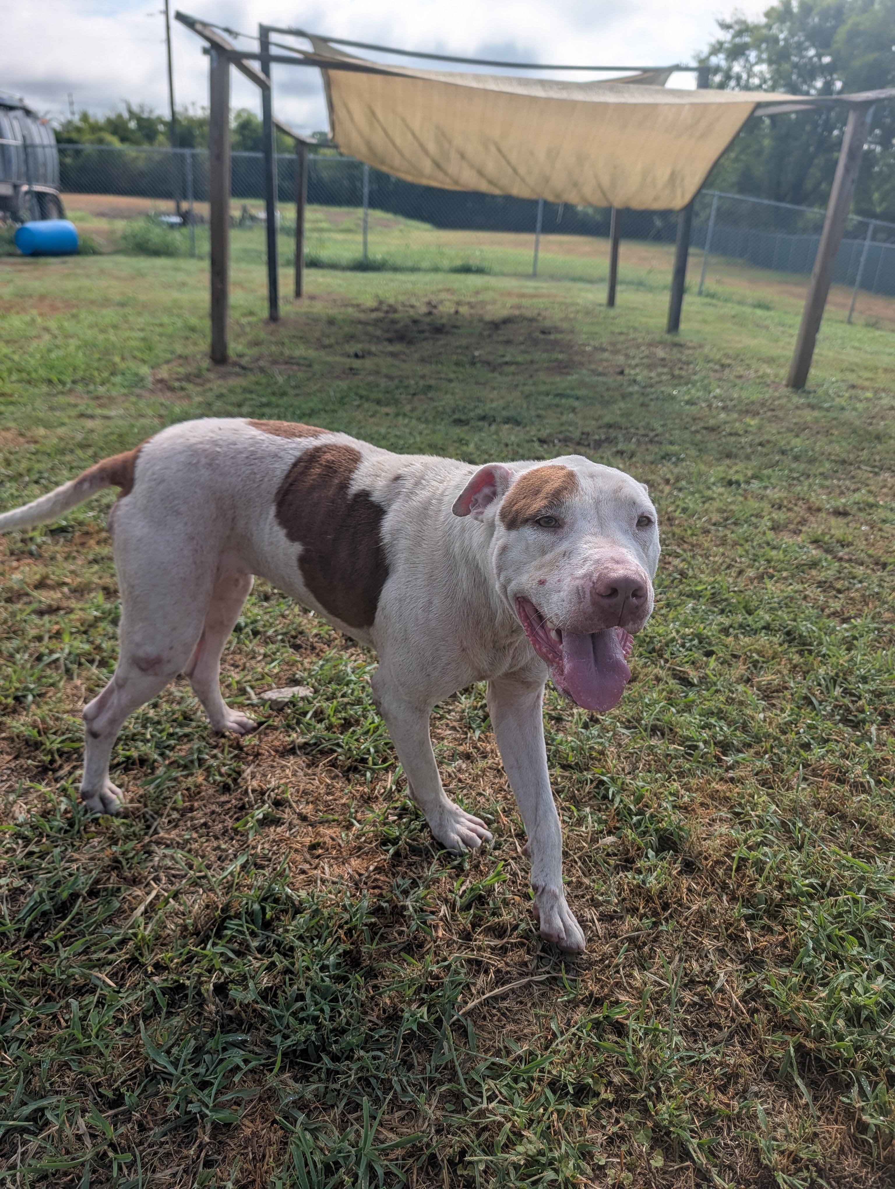 Maple, a Adoptable mixed breed in Lewisburg, TN image 2/5