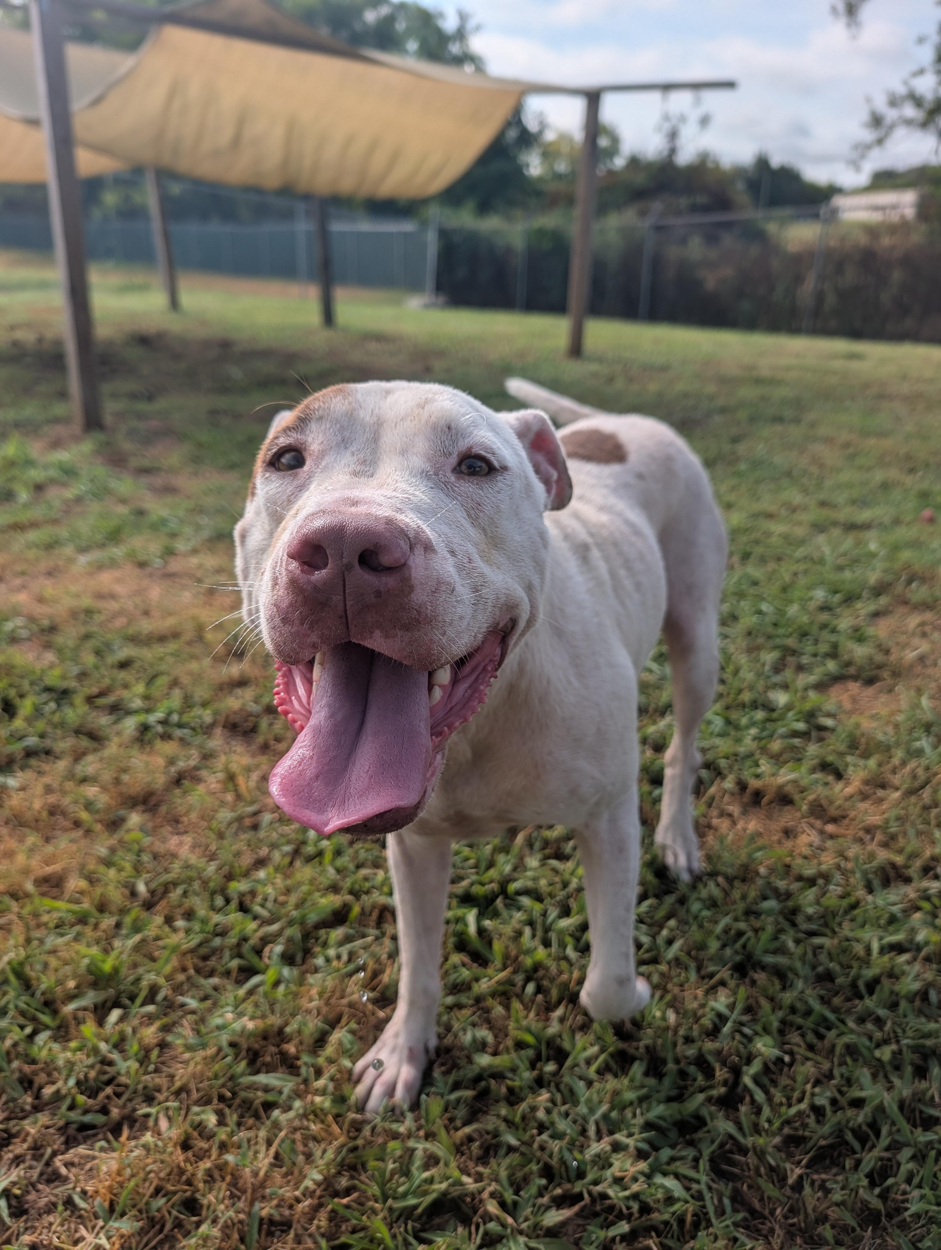 Maple, a Adoptable mixed breed in Lewisburg, TN image 1/5