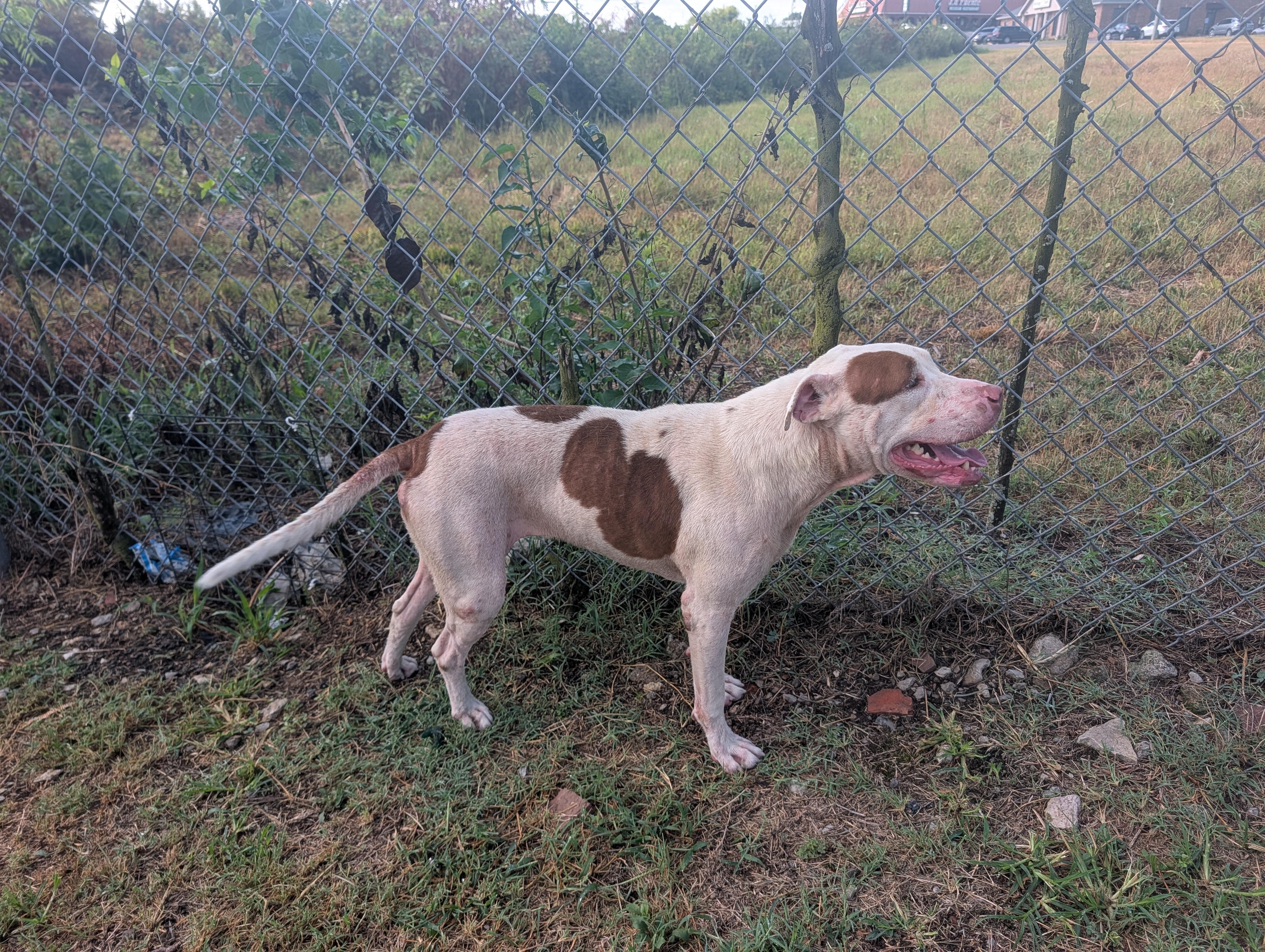 Maple, a Adoptable mixed breed in Lewisburg, TN image 3/5