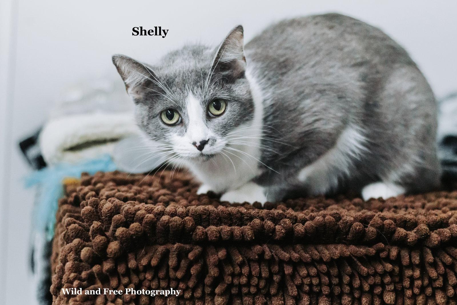Shelly, Adoptable, Adult Female Domestic Short Hair.