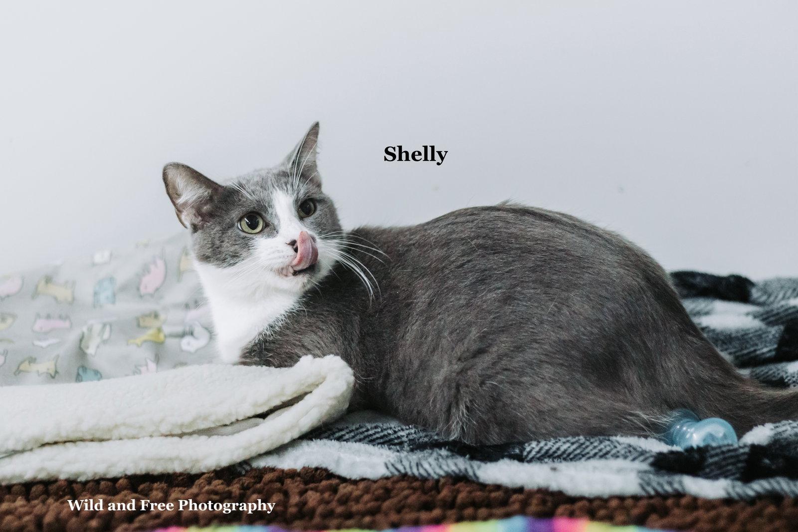 Shelly, a Adoptable Domestic Short Hair in Morehead, KY image 2/3