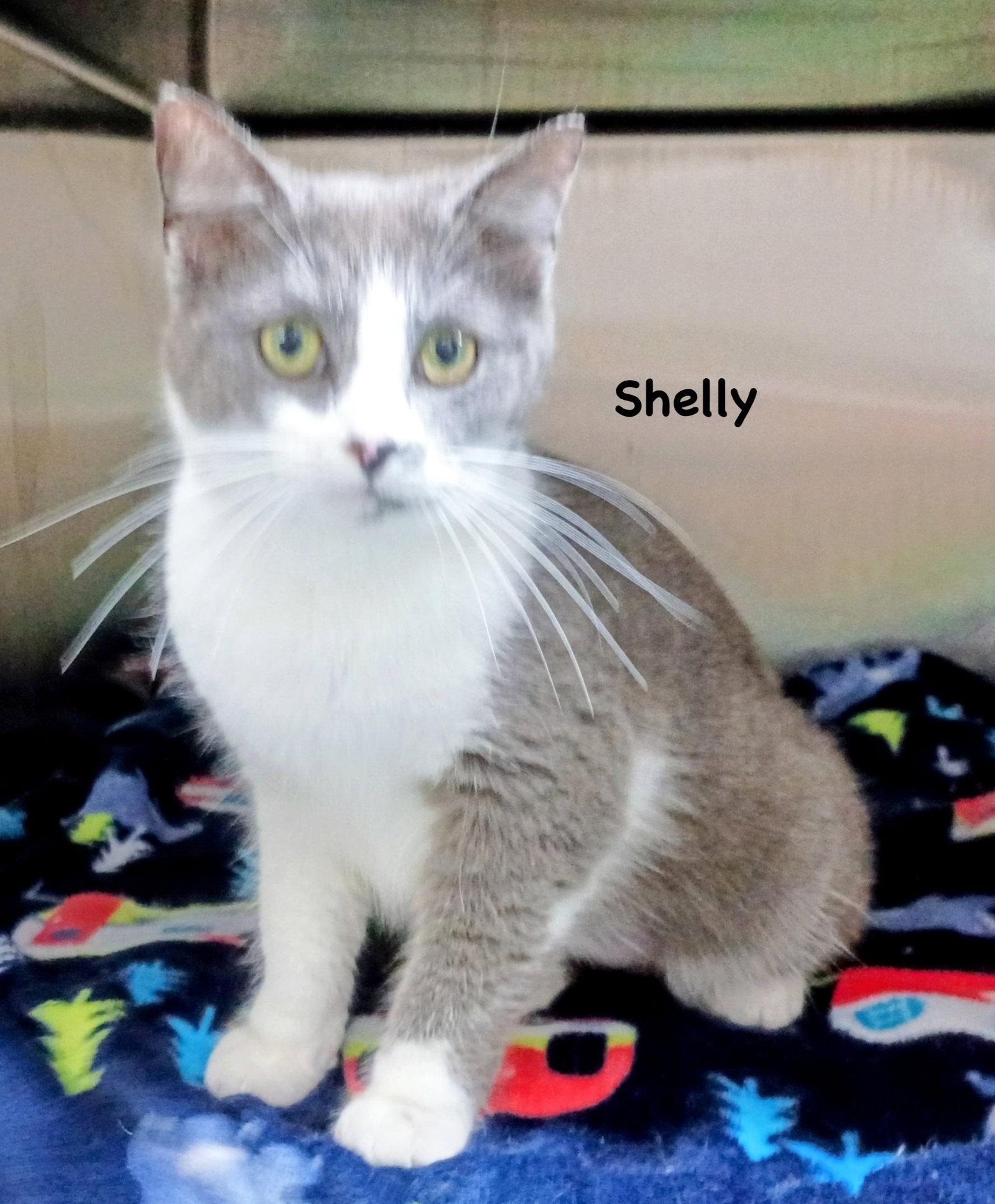 Enlarge Shelly, a Adoptable Domestic Short Hair in Morehead, KY image 2/2