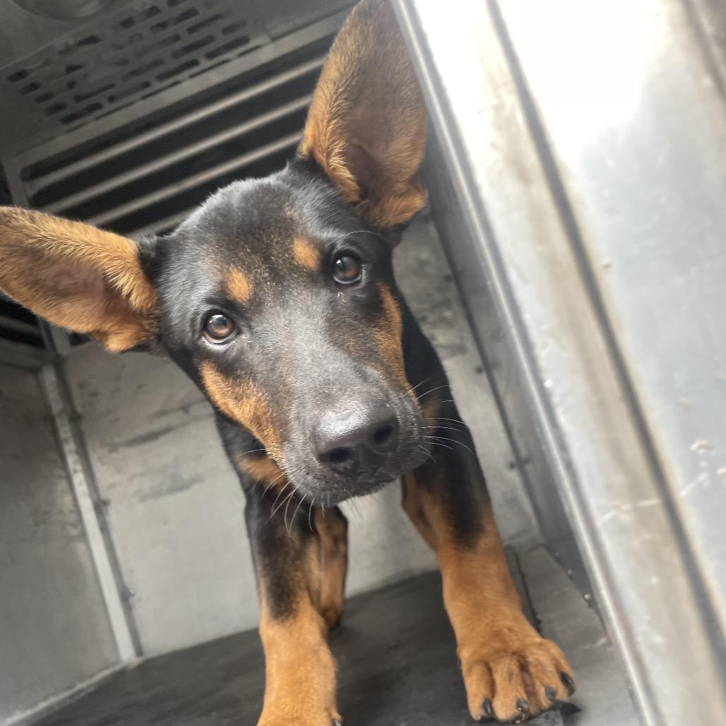Mon Mothma, Adoptable, Puppy Female Shepherd.