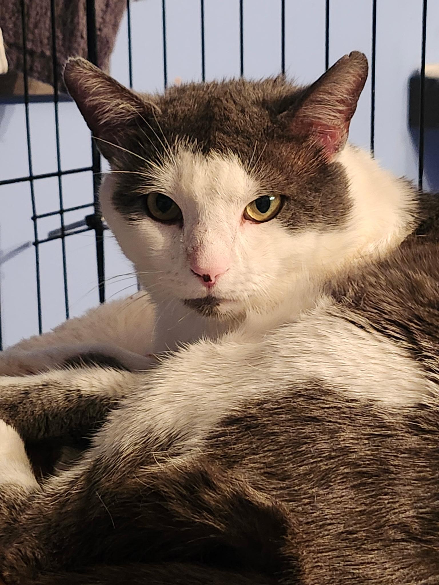 Valentino, Adoptable, Adult Male Domestic Short Hair.
