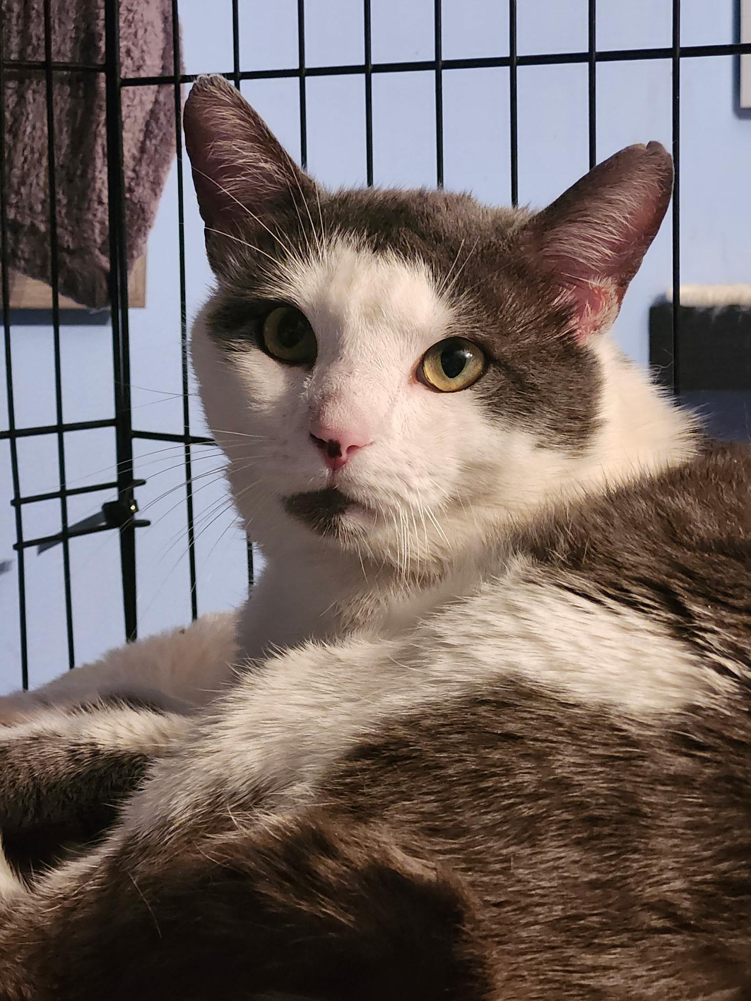 Enlarge Valentino, a Adoptable Domestic Short Hair in Washington, DC image 2/2