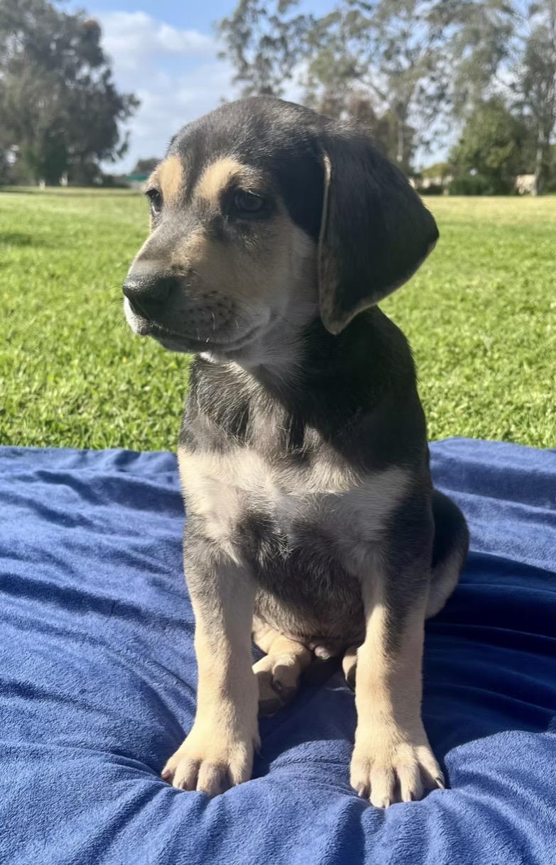 Mac , ADOPTABLE, Puppy Male Chocolate Labrador Retriever.