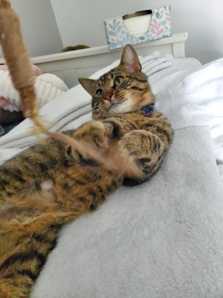 Enlarge Luca, a Adoptable mixed breed in Harpers Ferry, WV image 2/2