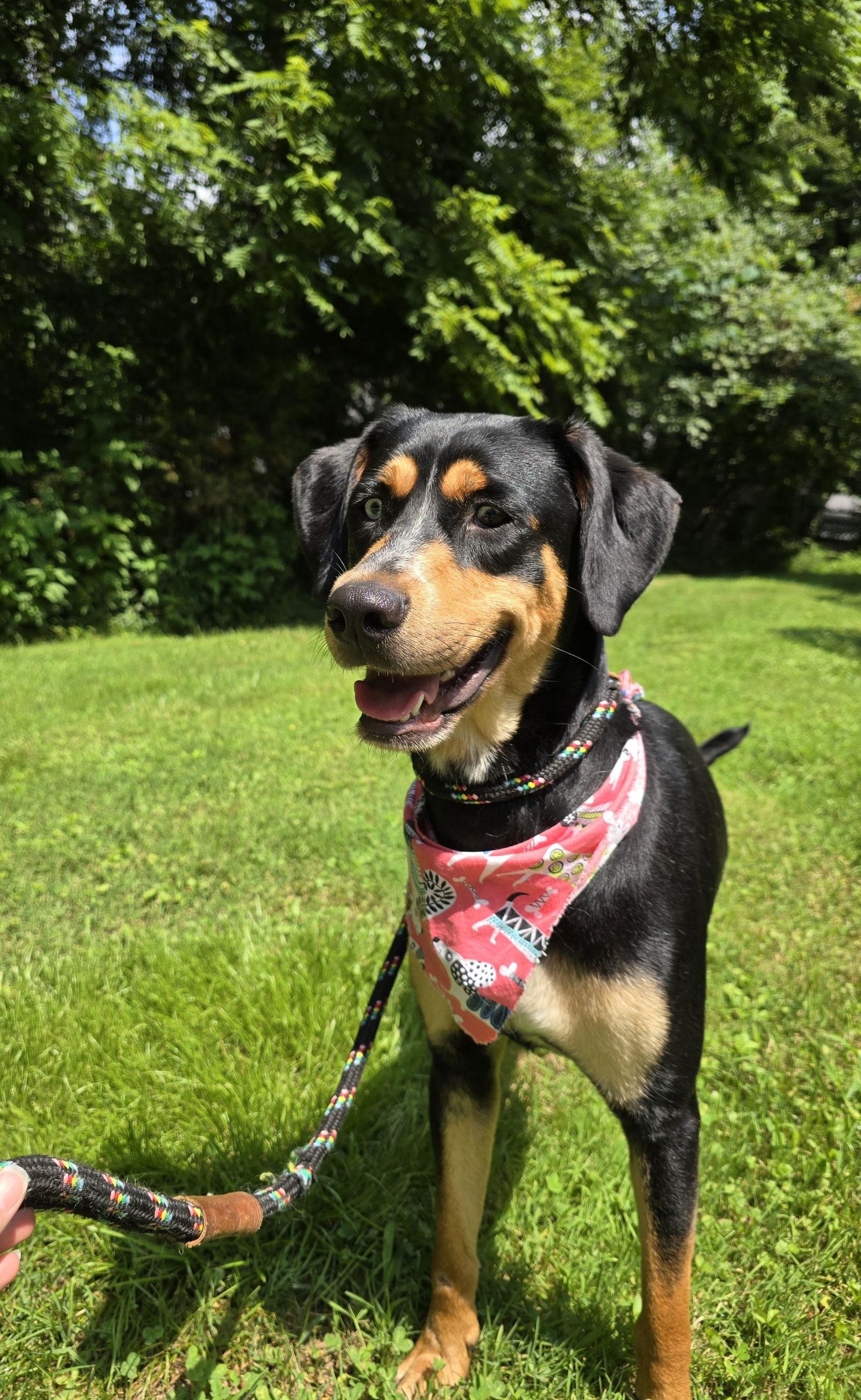 Buttercup, Adopted, Adult Female Doberman Pinscher & Rottweiler.