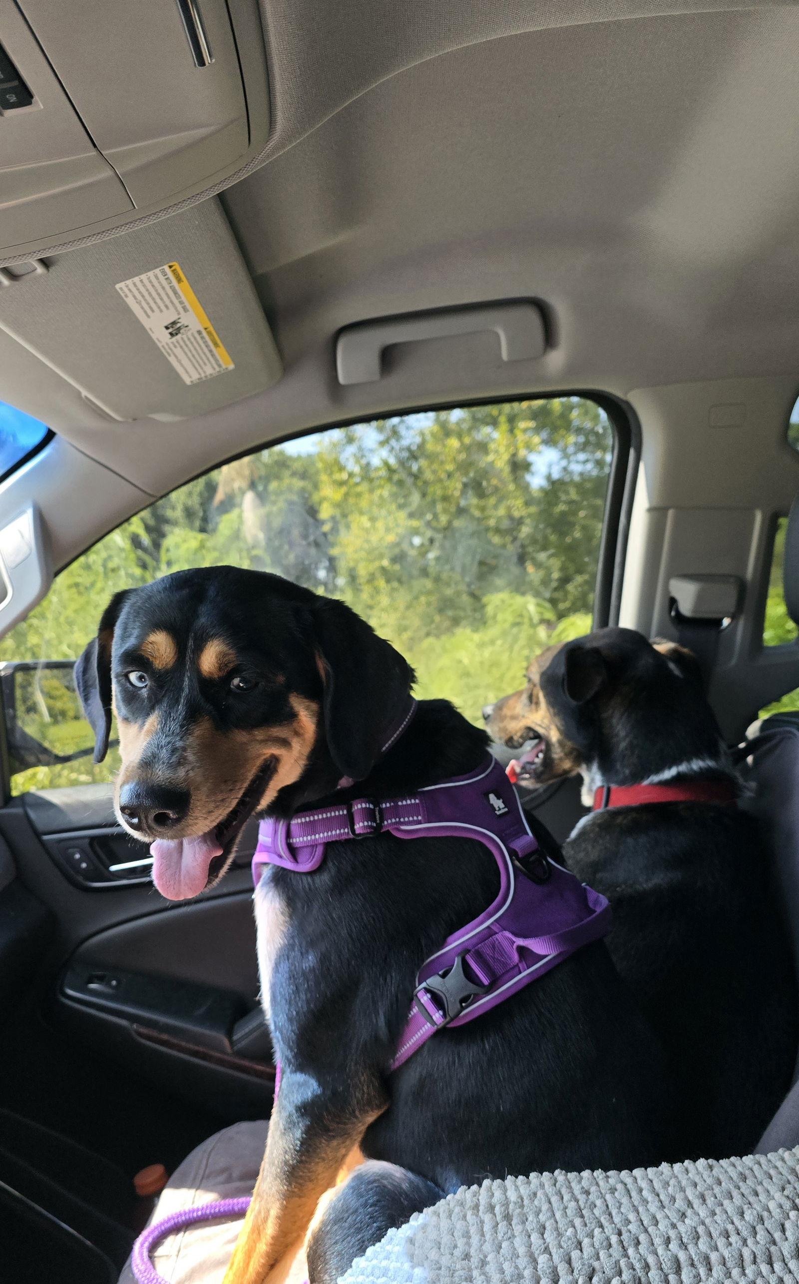 Enlarge Buttercup, a Adopted mixed breed in Columbus, IN image 2/3