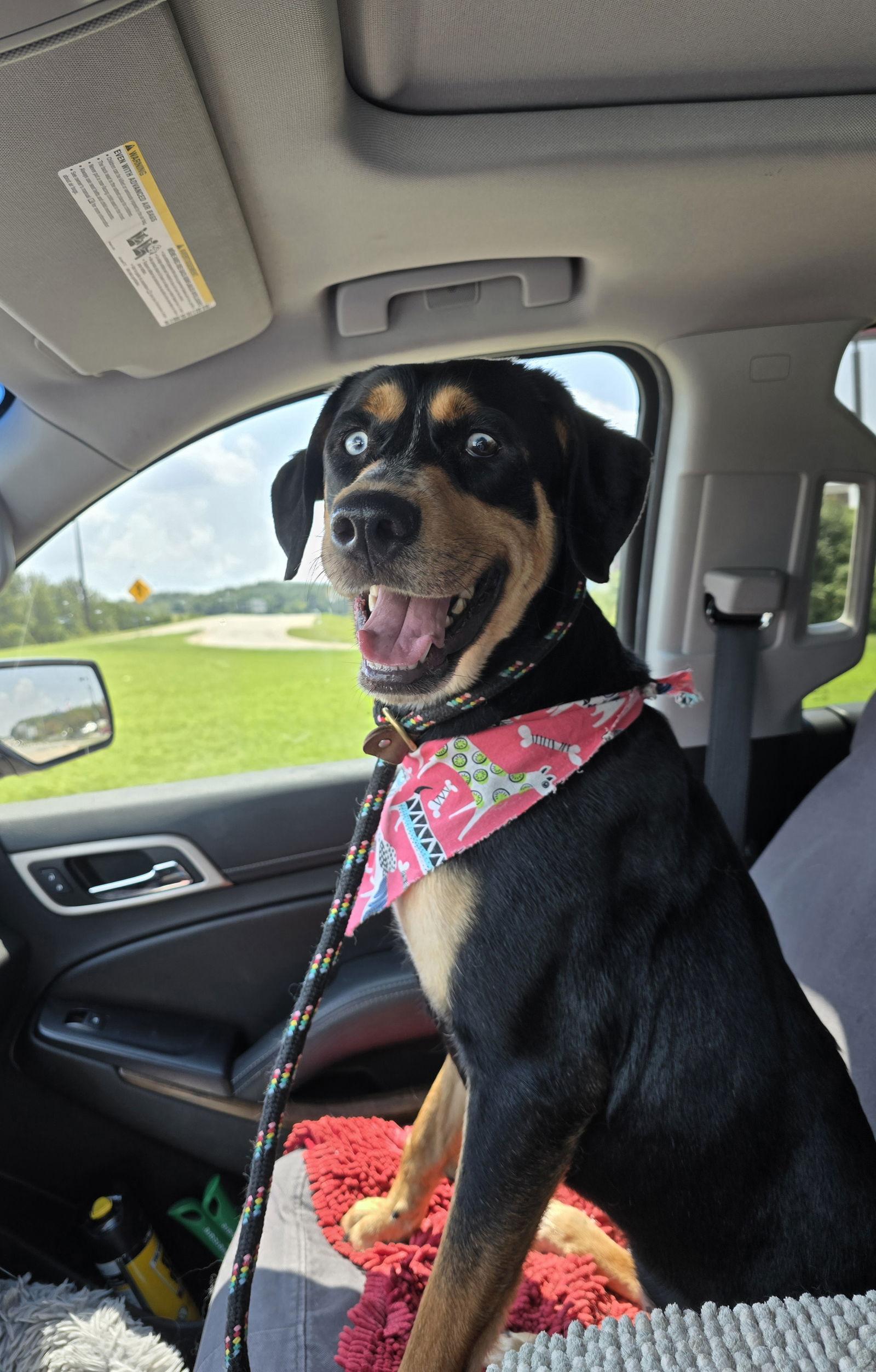 Enlarge Buttercup, a Adopted mixed breed in Columbus, IN image 3/3