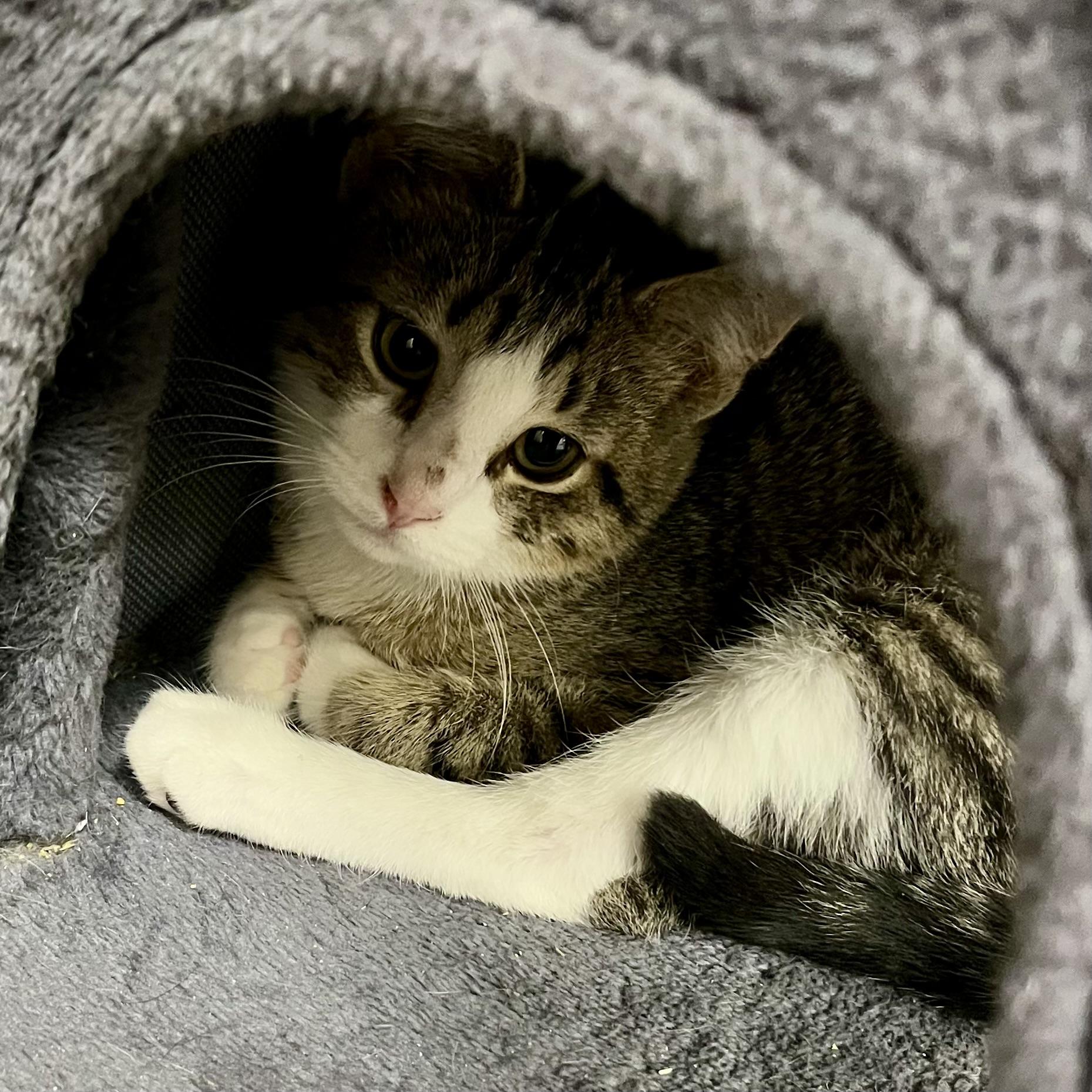 Enlarge Basil, an adopted Domestic Short Hair in Lake Geneva, WI image 2/3