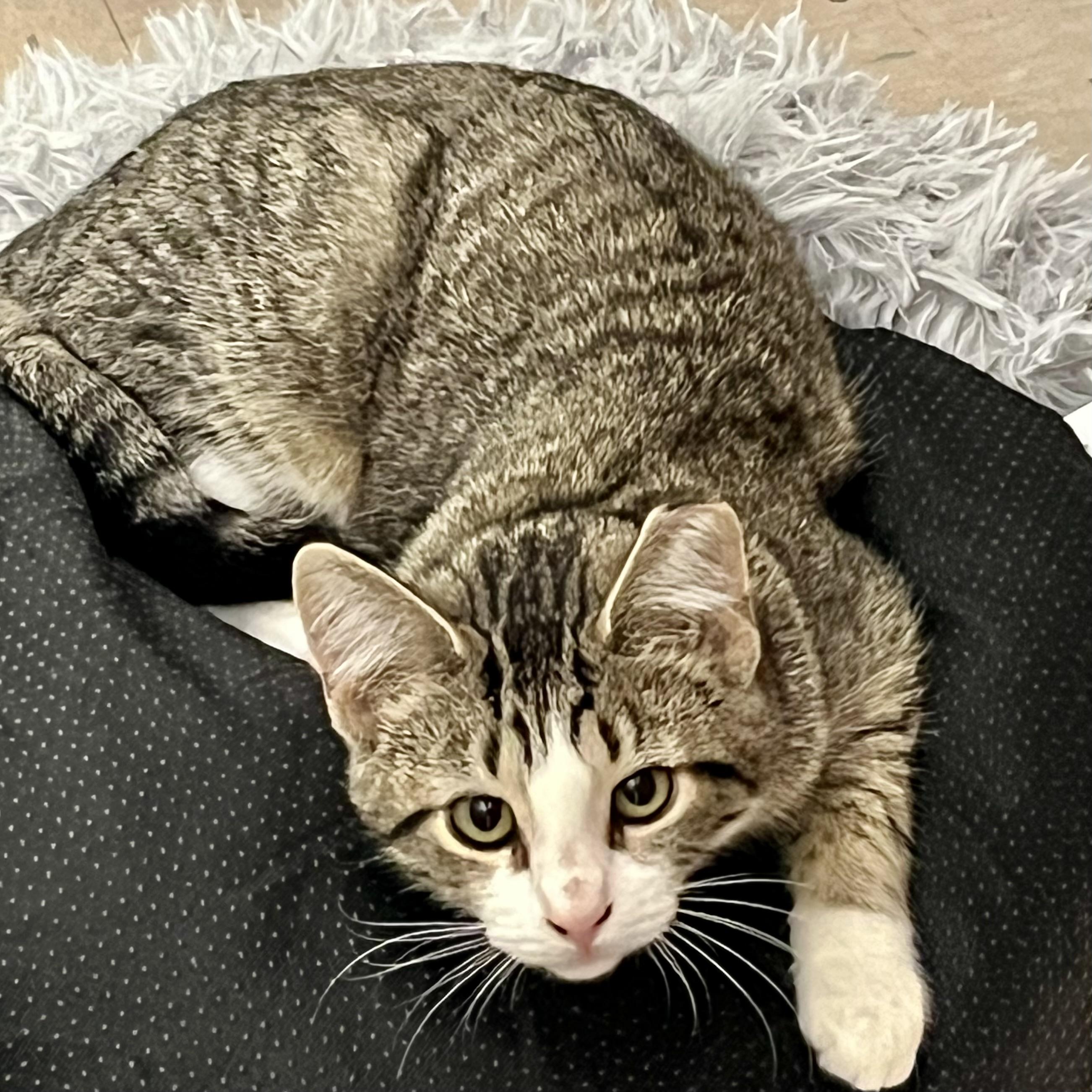 Enlarge Basil, an adopted Domestic Short Hair in Lake Geneva, WI image 3/3