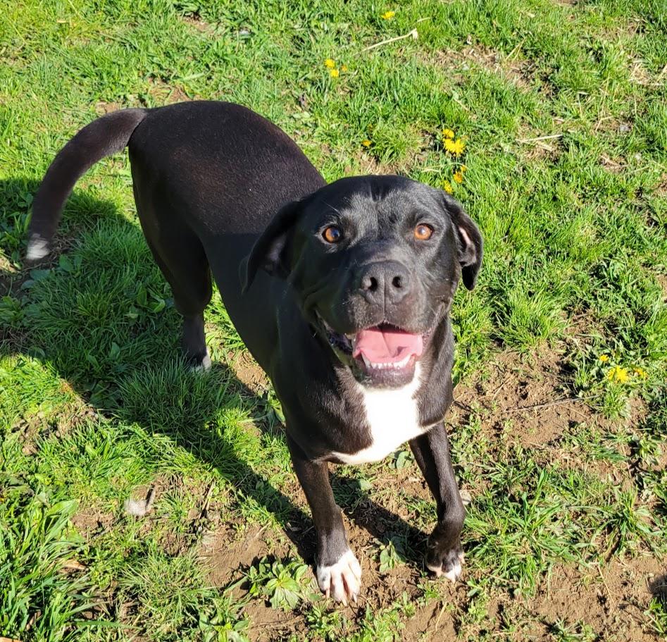 Enlarge King, a Adoptable mixed breed in Lisbon, OH image 2/4