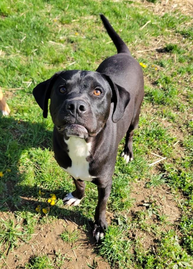 Enlarge King, a Adoptable mixed breed in Lisbon, OH image 4/4