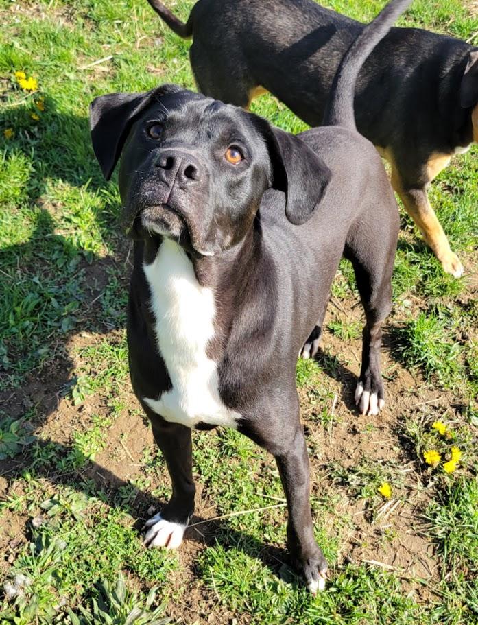 Enlarge King, a Adoptable mixed breed in Lisbon, OH image 3/4