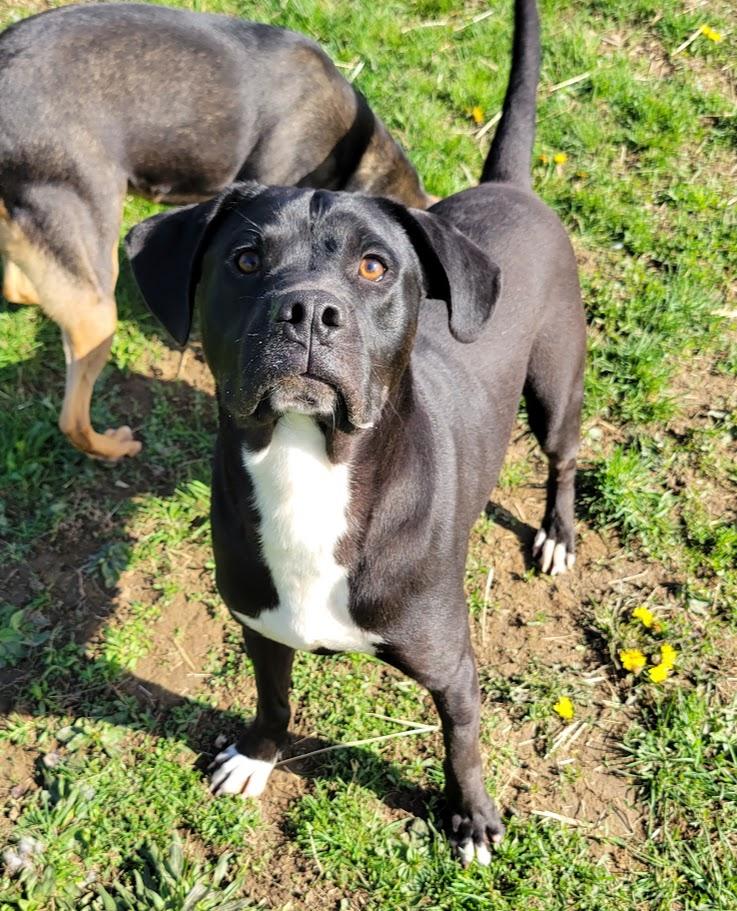 King, Adoptable, Young Female Pit Bull Terrier & Labrador Retriever.