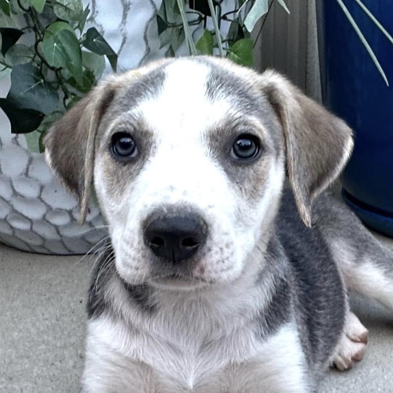 Mr. Goodbar Mini - LOCAL PUP, an adopted mixed breed in Andover, MA image 5/5