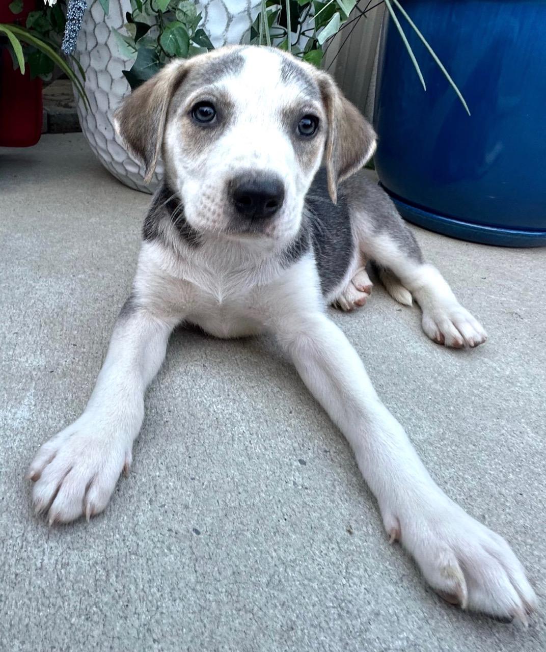 Mr. Goodbar Mini - LOCAL PUP, an adopted mixed breed in Andover, MA image 4/5