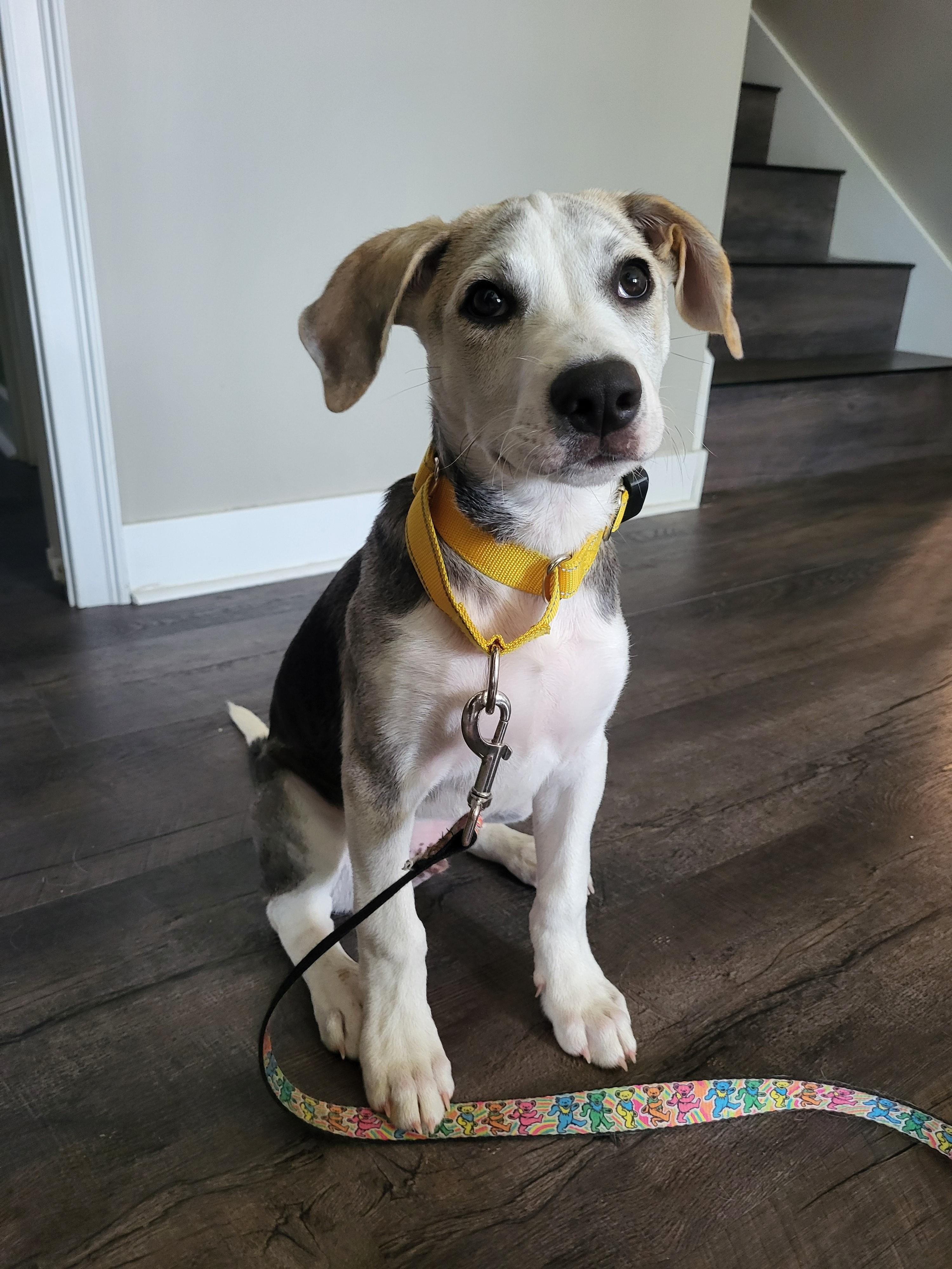 Mr. Goodbar Mini - LOCAL PUP, an adopted mixed breed in Andover, MA image 1/5