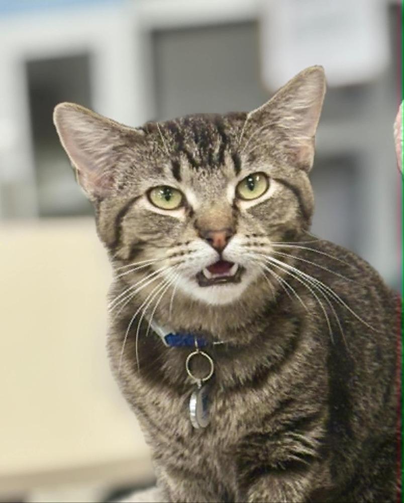 Joab, a Adoptable mixed breed in Plymouth, MN image 1/6