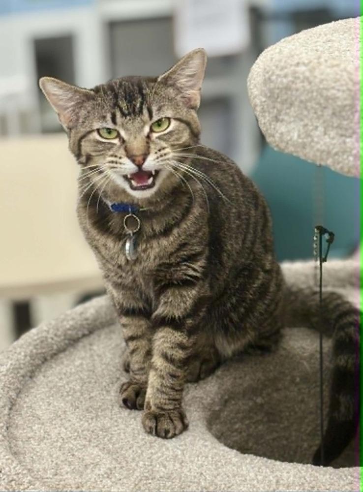 Joab, a Adoptable mixed breed in Plymouth, MN image 4/6
