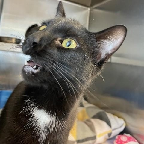 Enlarge Laura, an adopted Domestic Short Hair in Attleboro, MA image 4/4