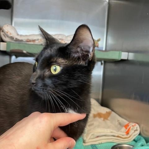 Enlarge Laura, an adopted Domestic Short Hair in Attleboro, MA image 2/4